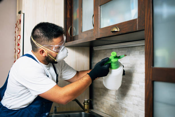 Wasp Removal Services in Waretown, NJ