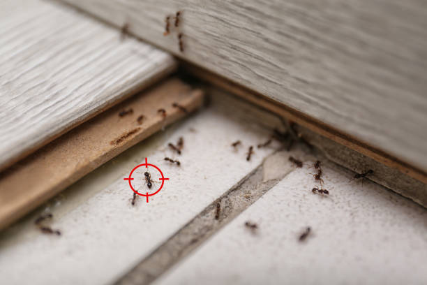 Best Wasp Removal Services  in Waretown, NJ